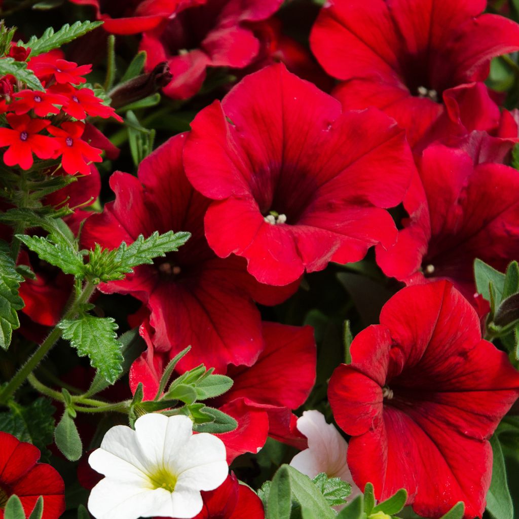 Petunia SuperCal Red Maple - Petchoa hybrida