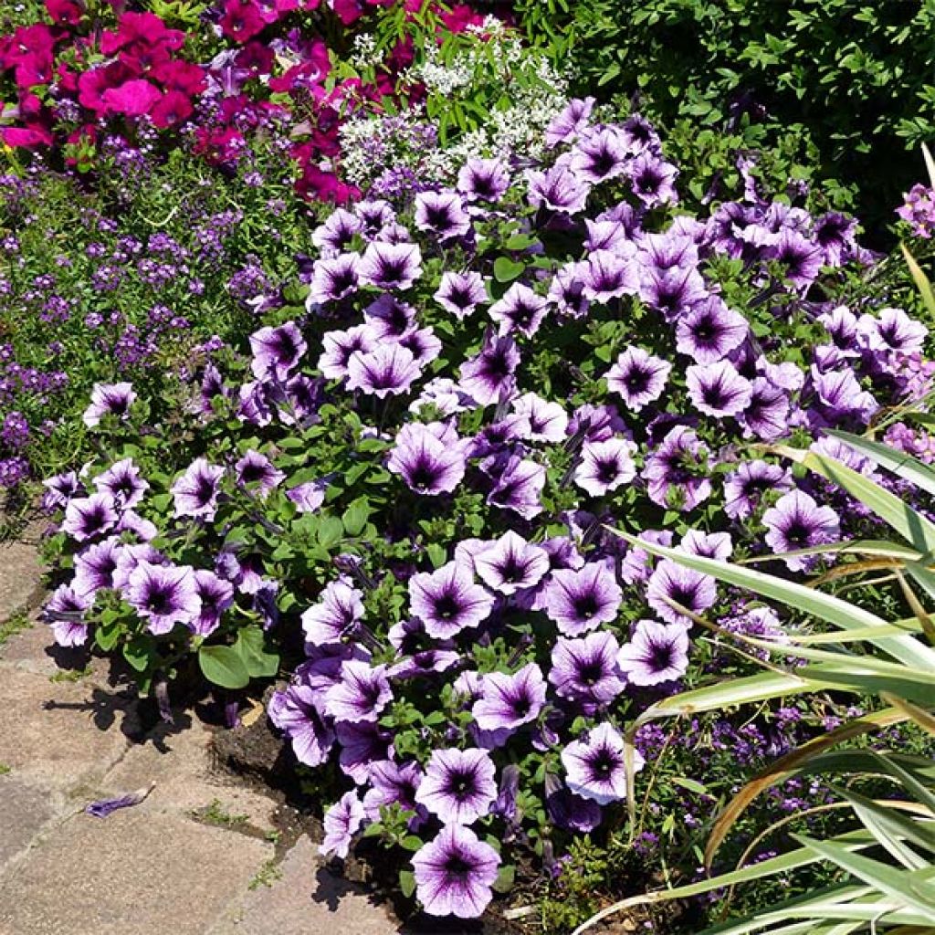 Supertunia Bordeaux Petunia