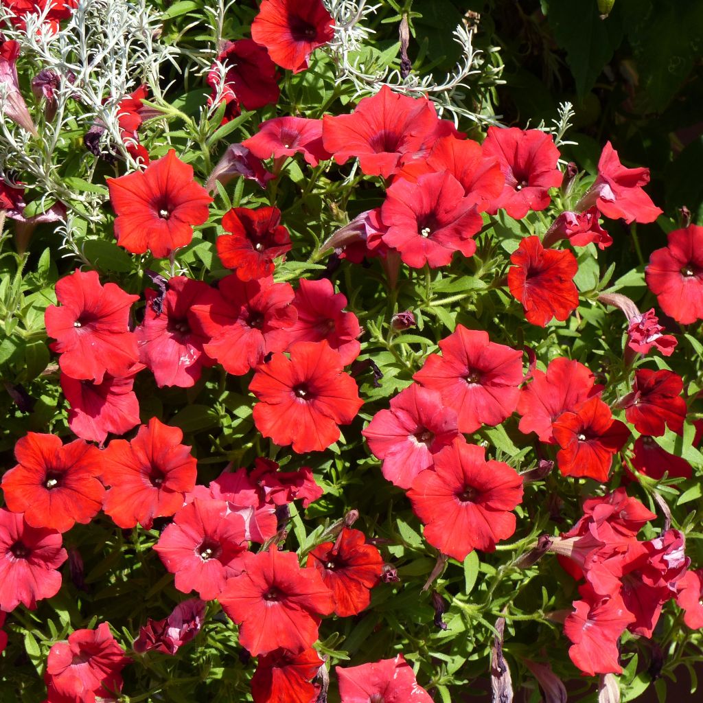 Petunia Surfinia Deep Red rouge foncé