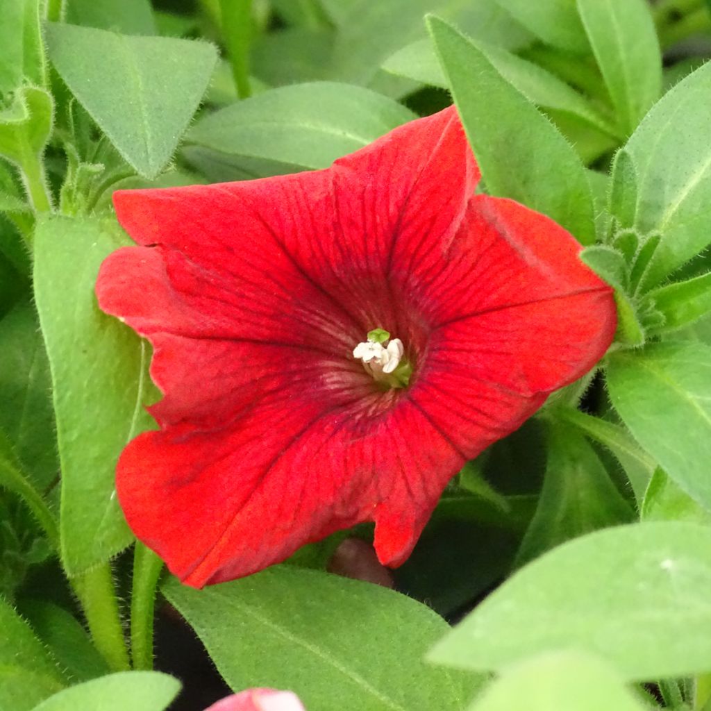 Pétunia Surfinia Deep Red rouge foncé