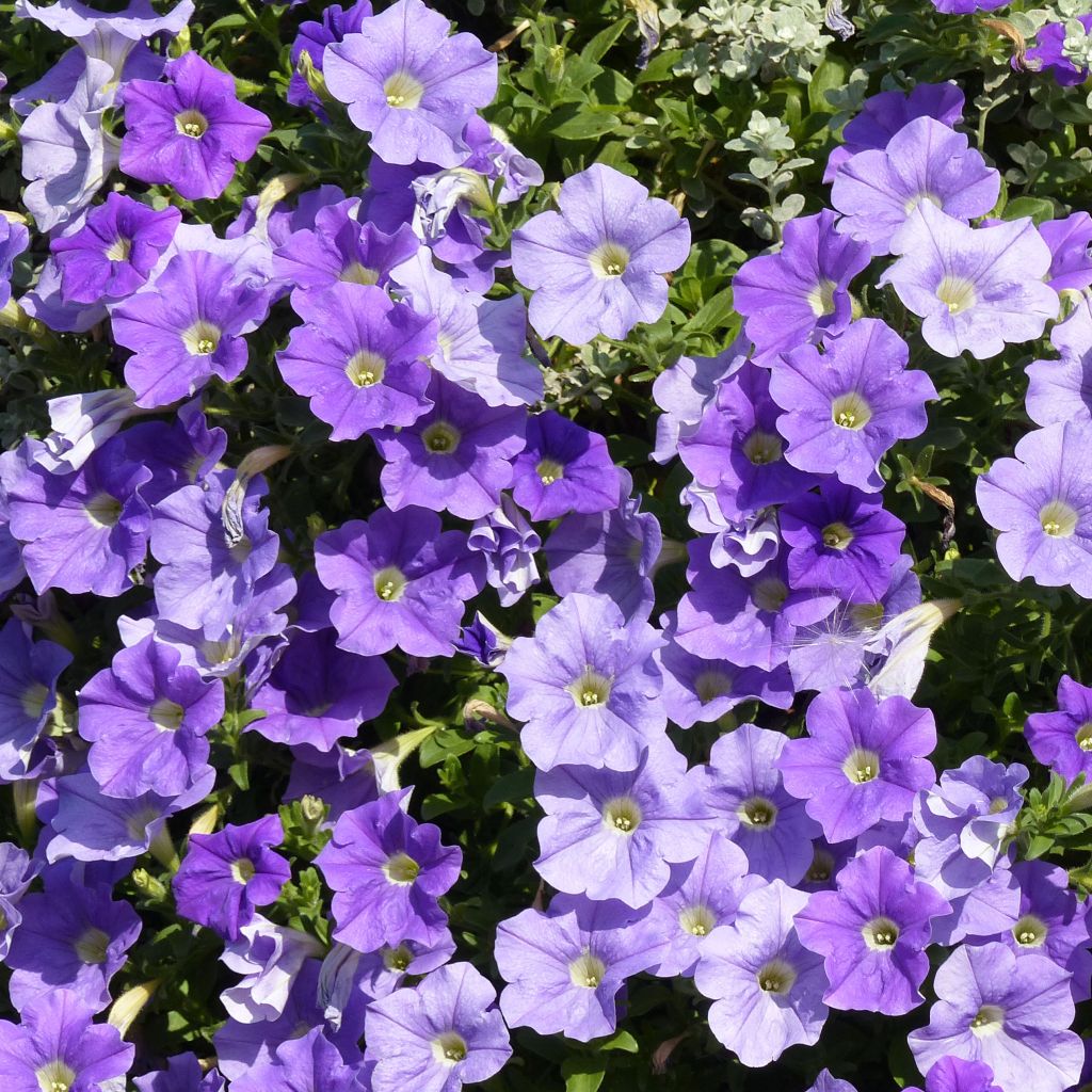 Petunia Surfinia Sky Blue bleu ciel