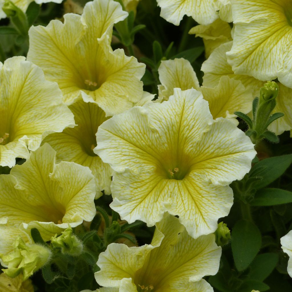 Petunia Surfinia Yellow - Pétunia retombant jaune