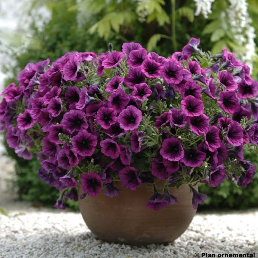 Petunia Merlot