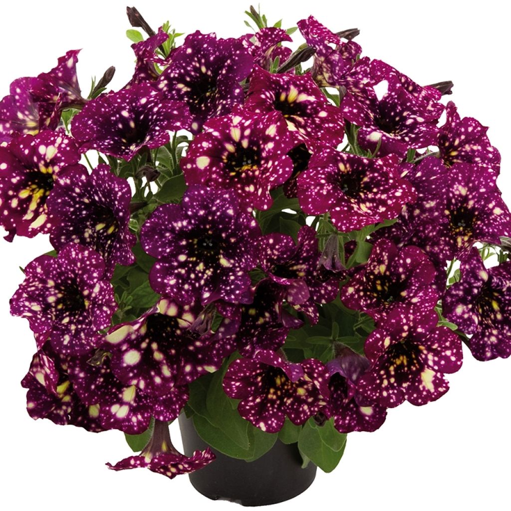 Petunia Splash Dance Magenta Mambo℗