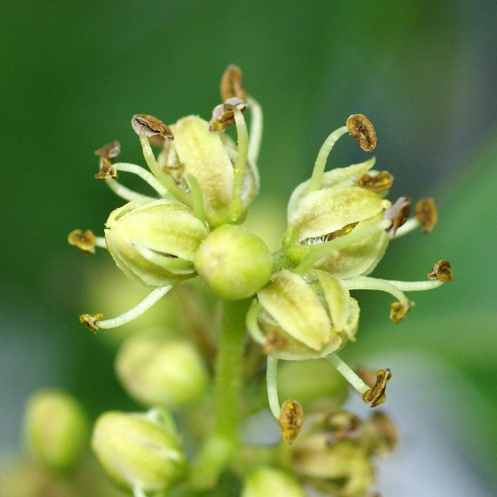 Phellodendron amurense