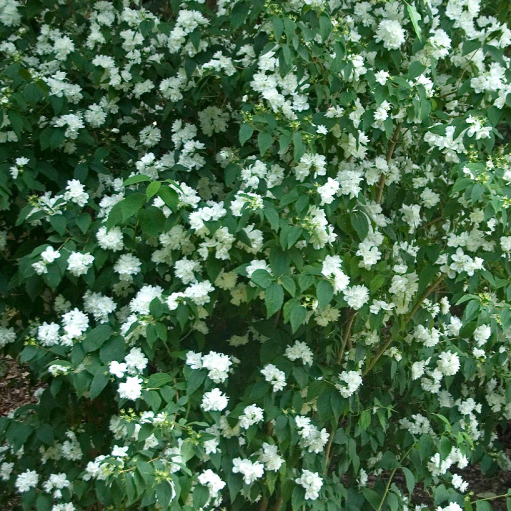 Philadelphus Bouquet Blanc - Seringat blanc