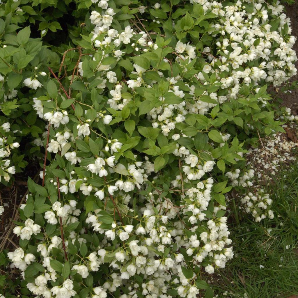 Philadelphus Manteau d'Hermine - Seringat.