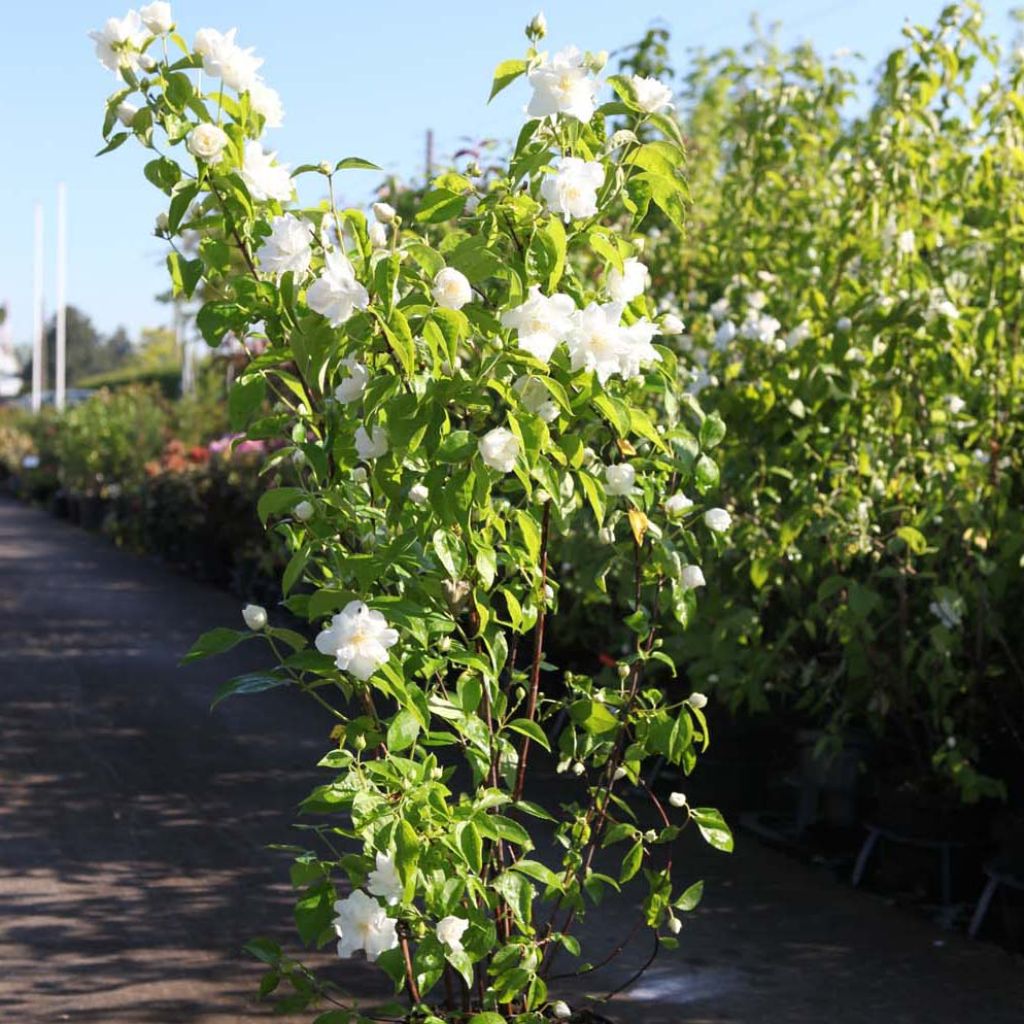 Philadelphus Natchez - Seringat