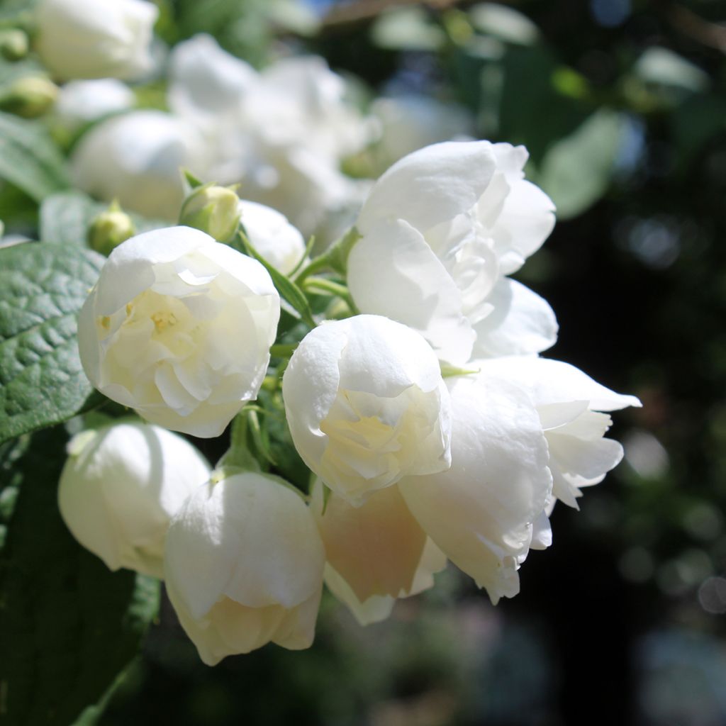 Philadelphus virginalis Albâtre - Mock Orange