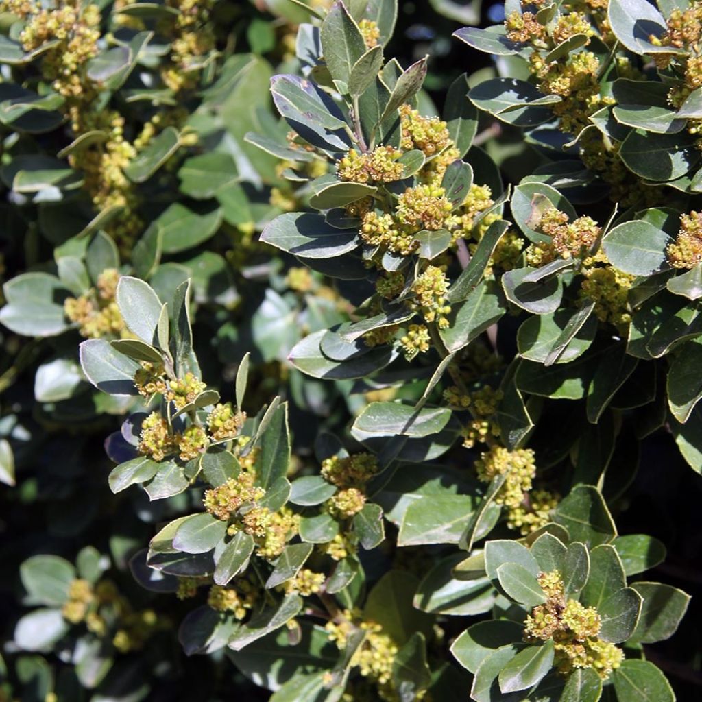 Phillyrea angustifolia - Mock Privet