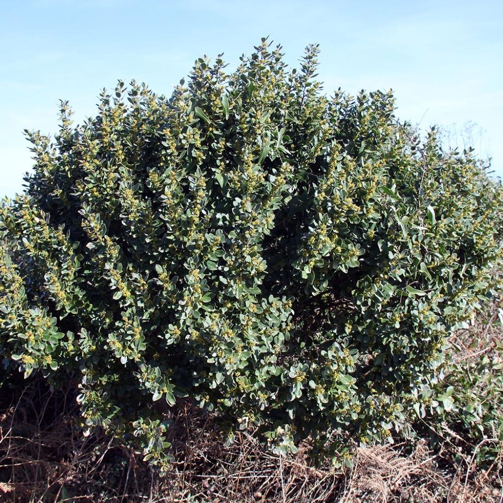 Phillyrea angustifolia - Mock Privet