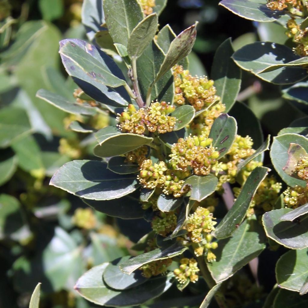 Phillyrea angustifolia - Mock Privet