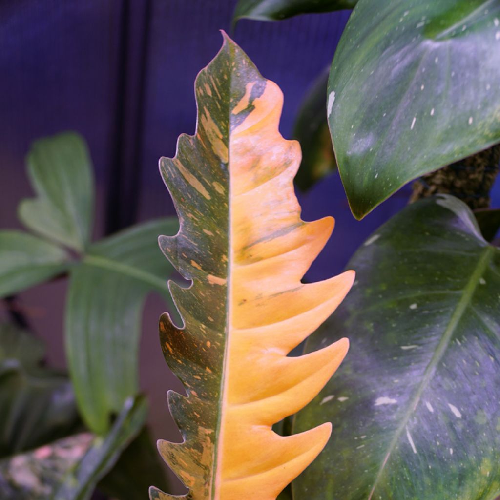 Philodendron Narrow Ring of Fire - Philodendron hybride Narrow Ring of Fire