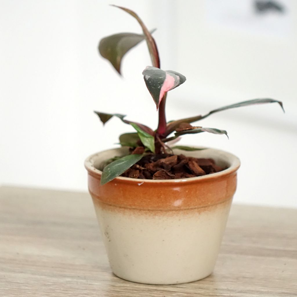 Philodendron x erubescens Pink Princess