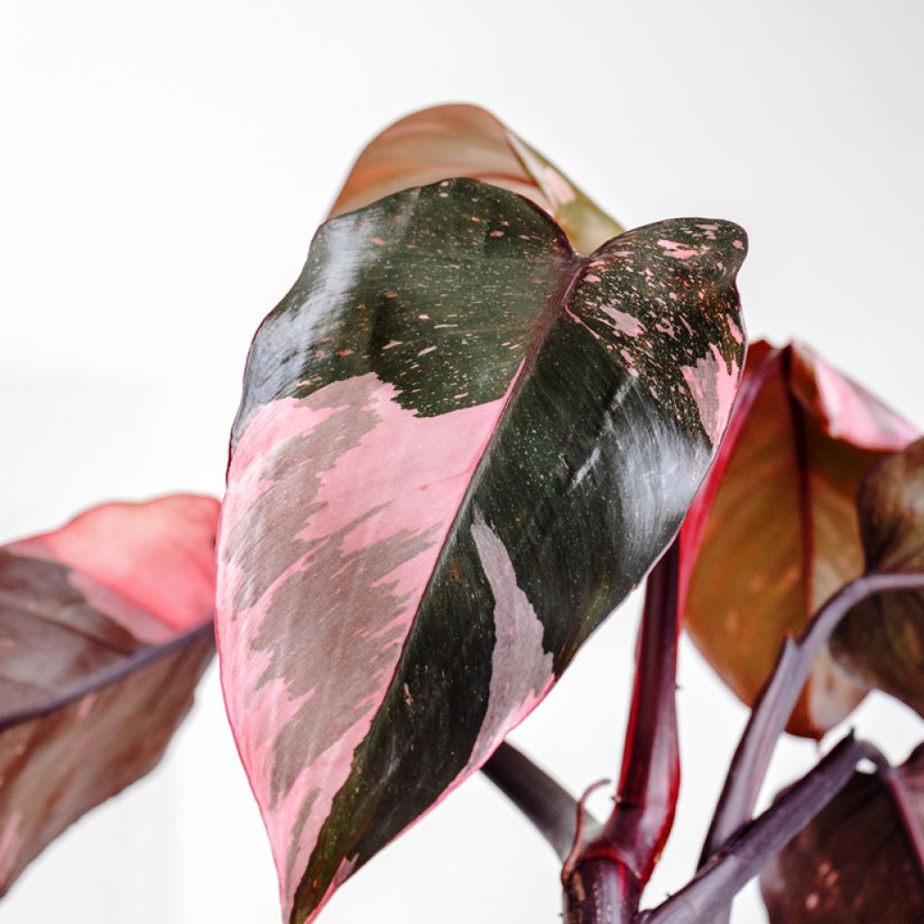 Philodendron x erubescens Pink Princess