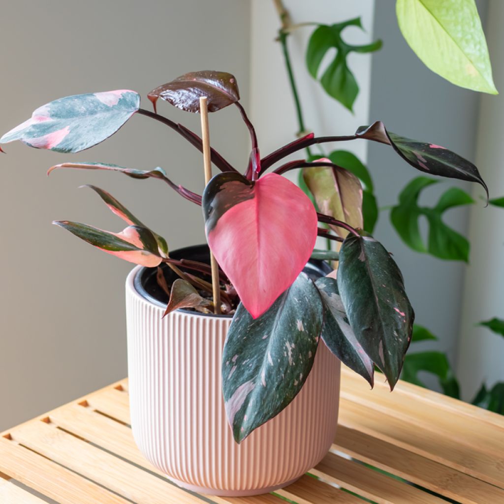 Philodendron x erubescens Pink Princess