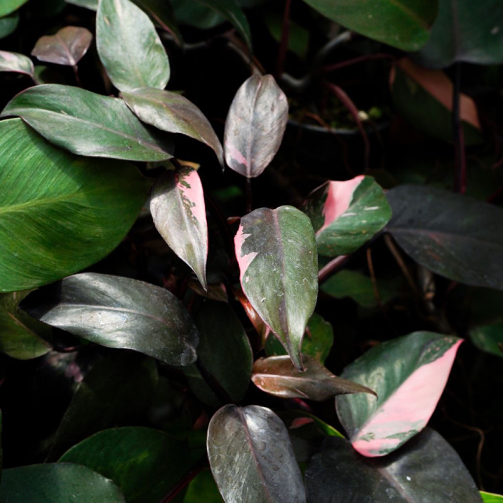 Philodendron x erubescens Pink Princess