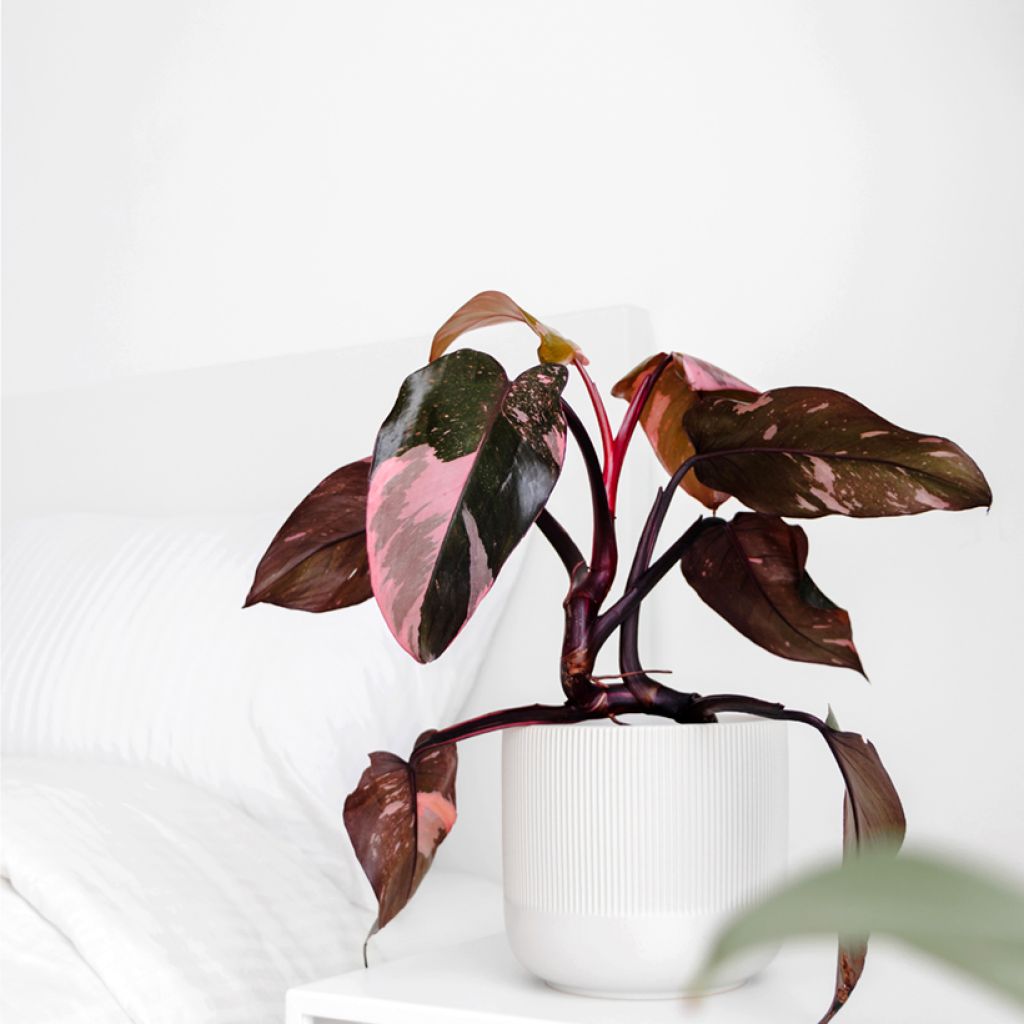 Philodendron x erubescens Pink Princess