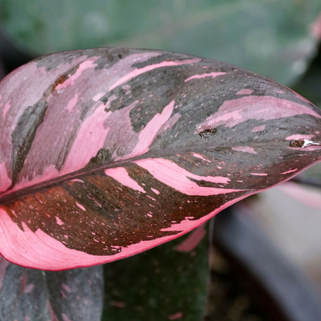 Philodendron x erubescens Pink Princess