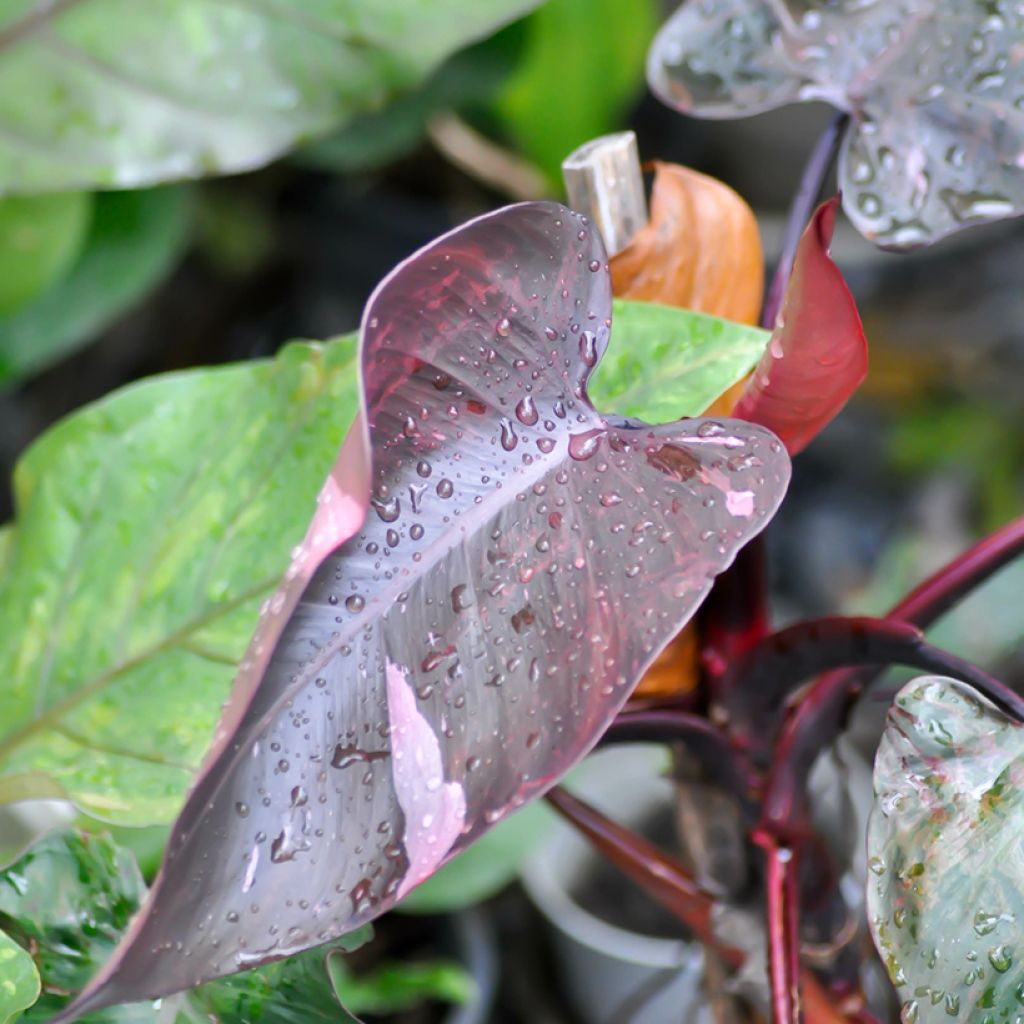 Philodendron x erubescens Pink Princess
