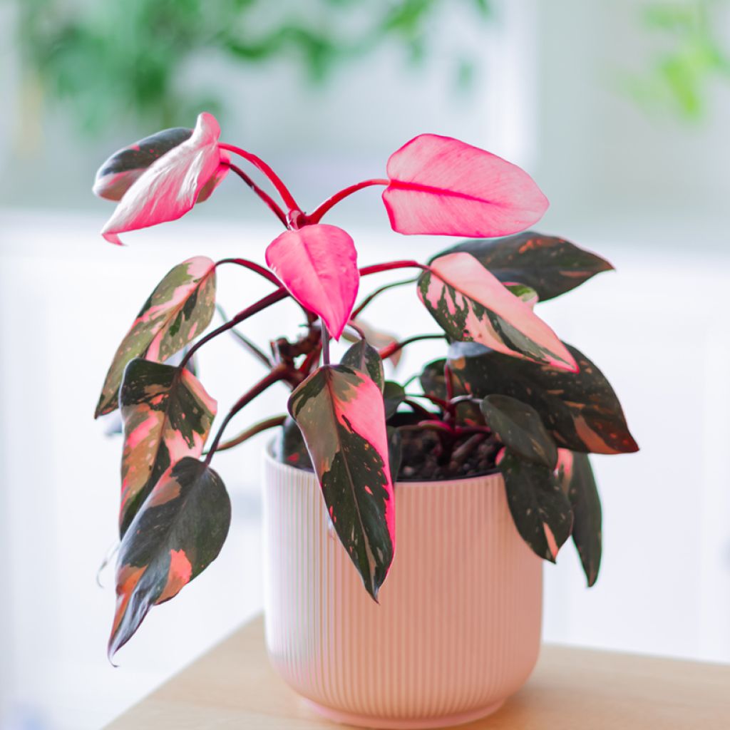 Philodendron x erubescens Pink Princess