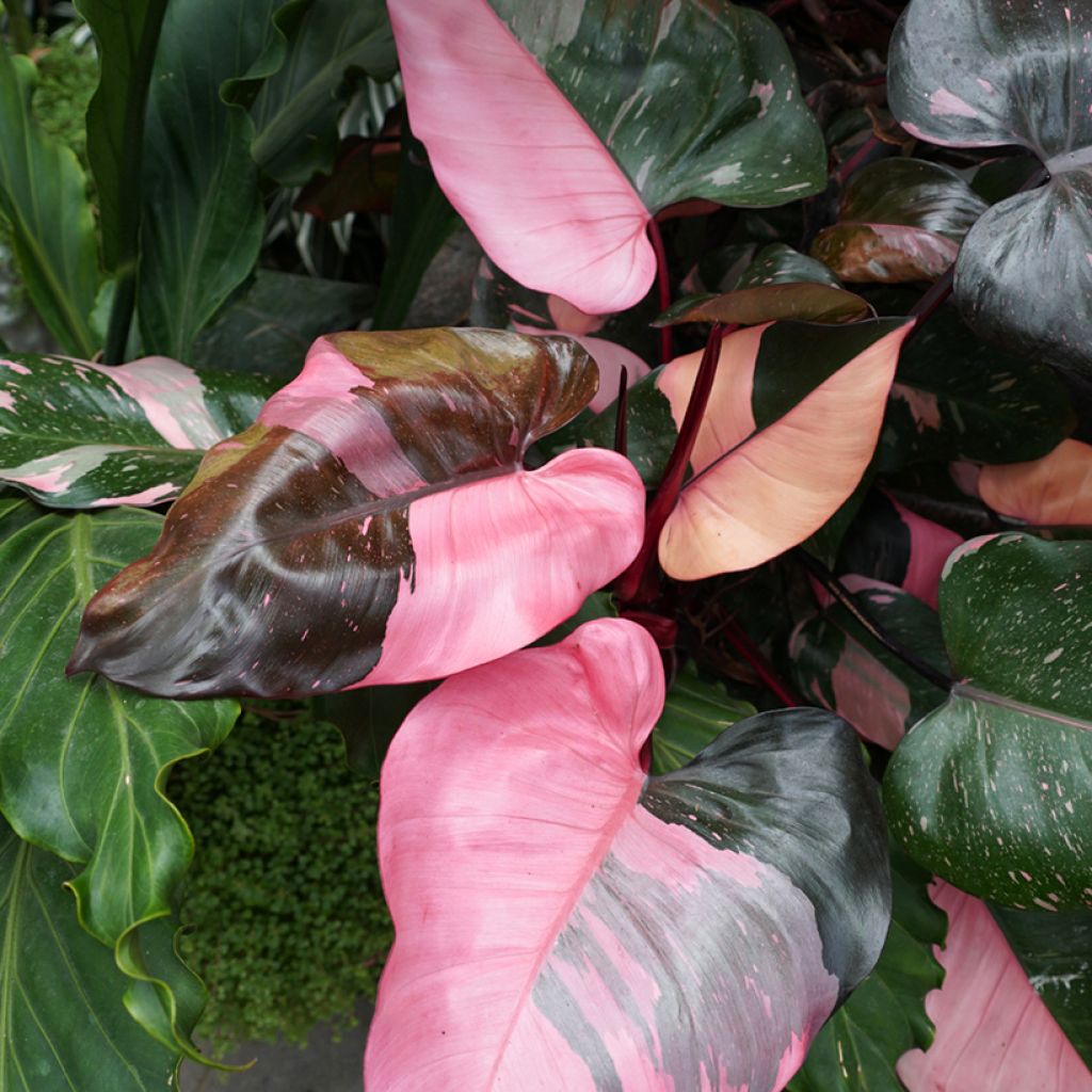 Philodendron x erubescens Pink Princess
