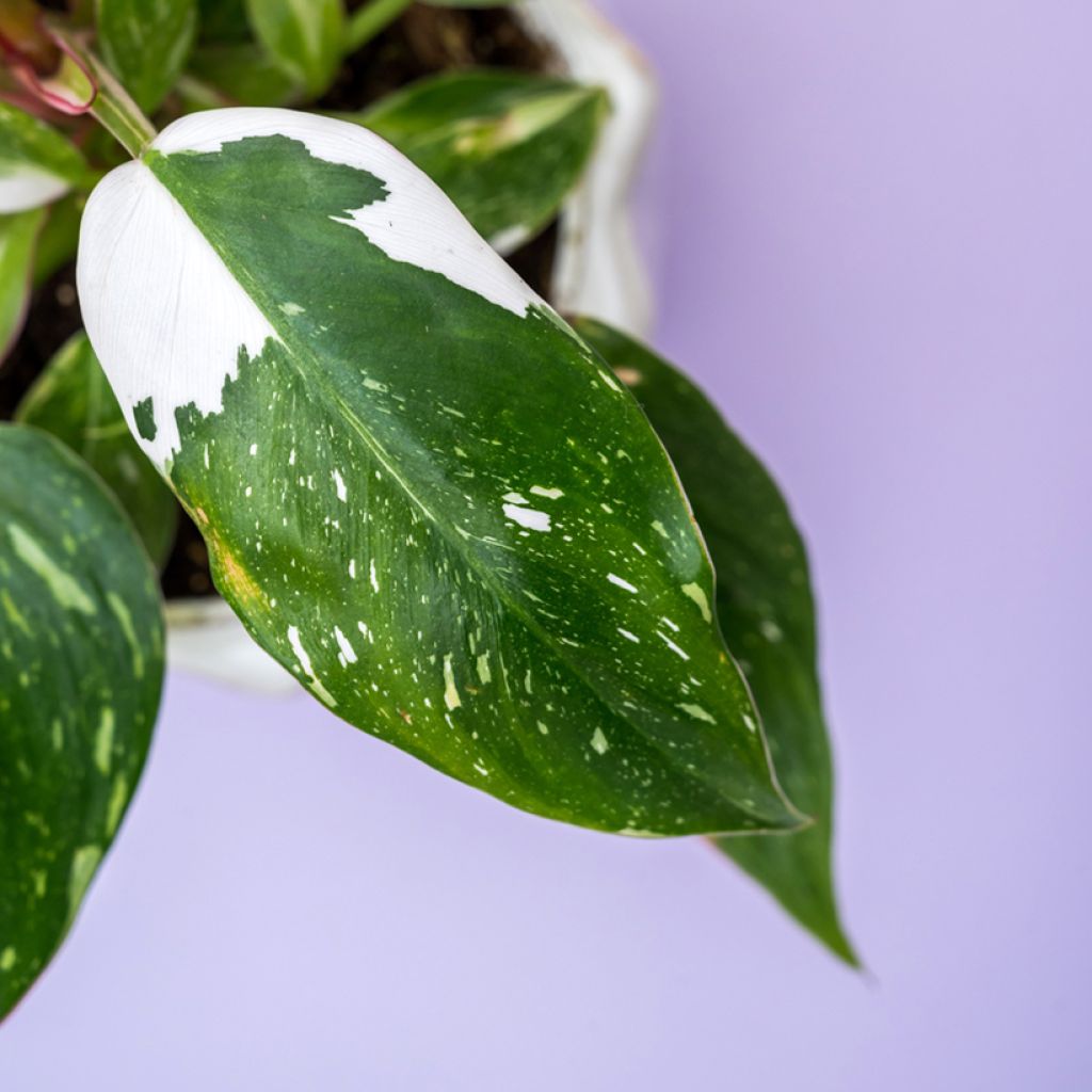 Philodendron x erubescens White Princess