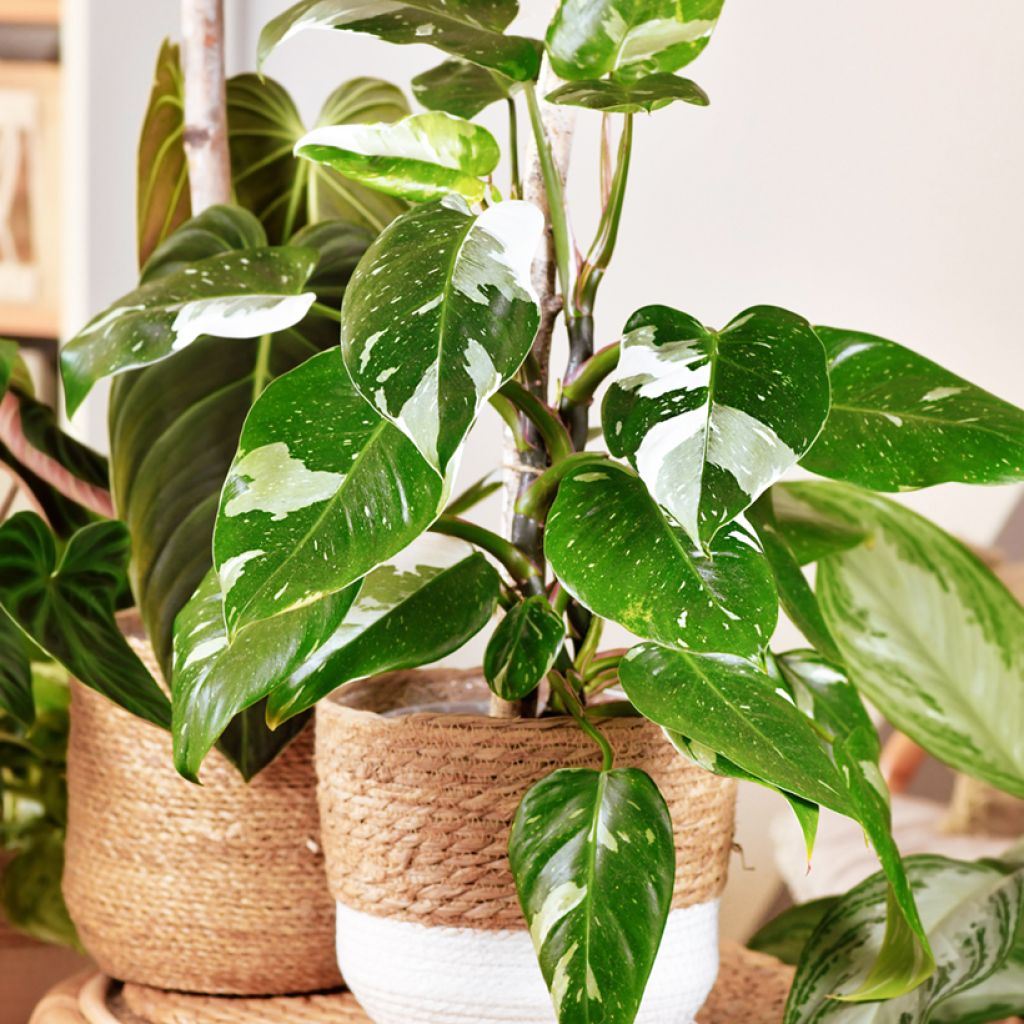 Philodendron x erubescens White Princess