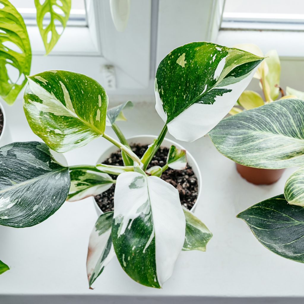 Philodendron x erubescens White Princess