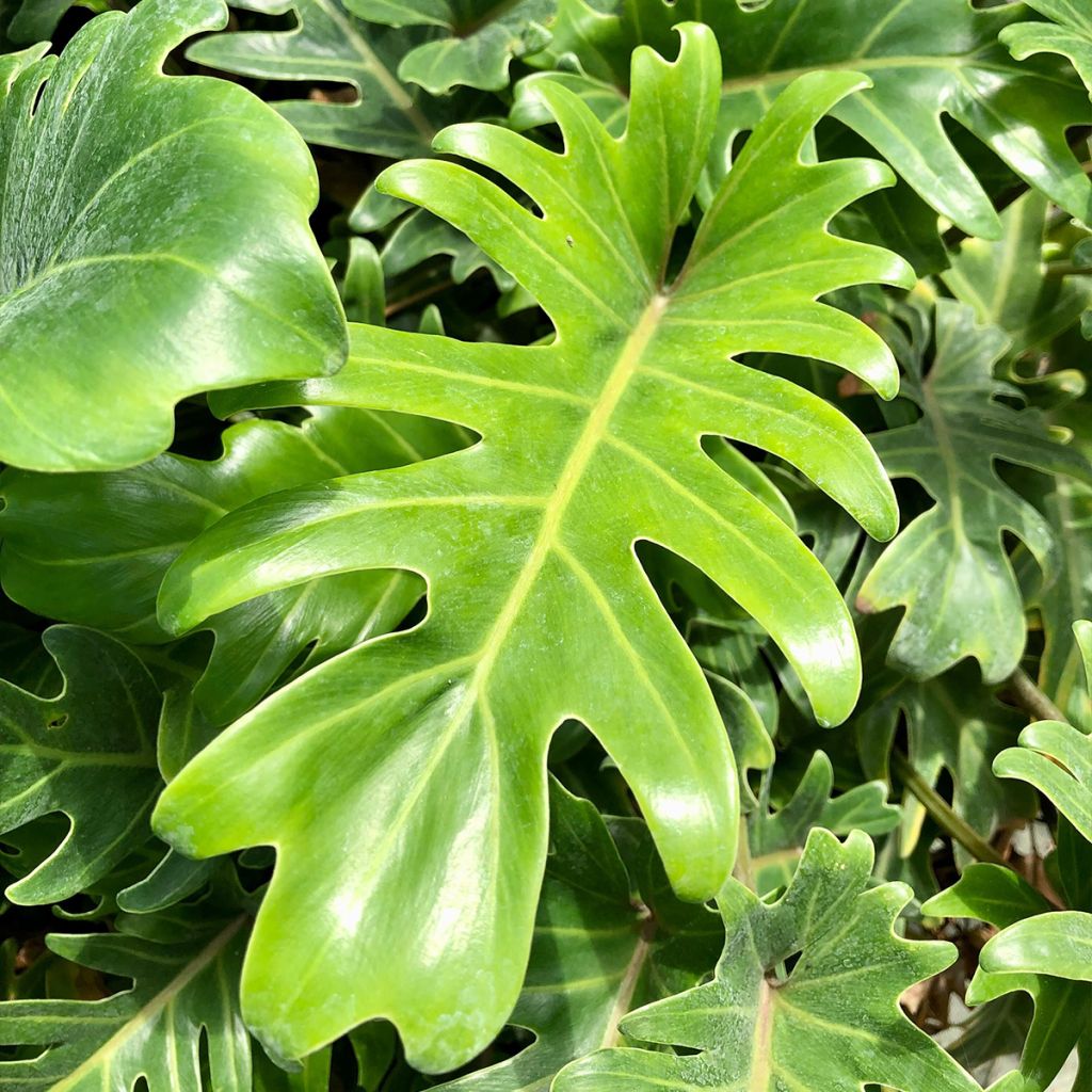 Philodendron xanadu - Thaumatophyllum