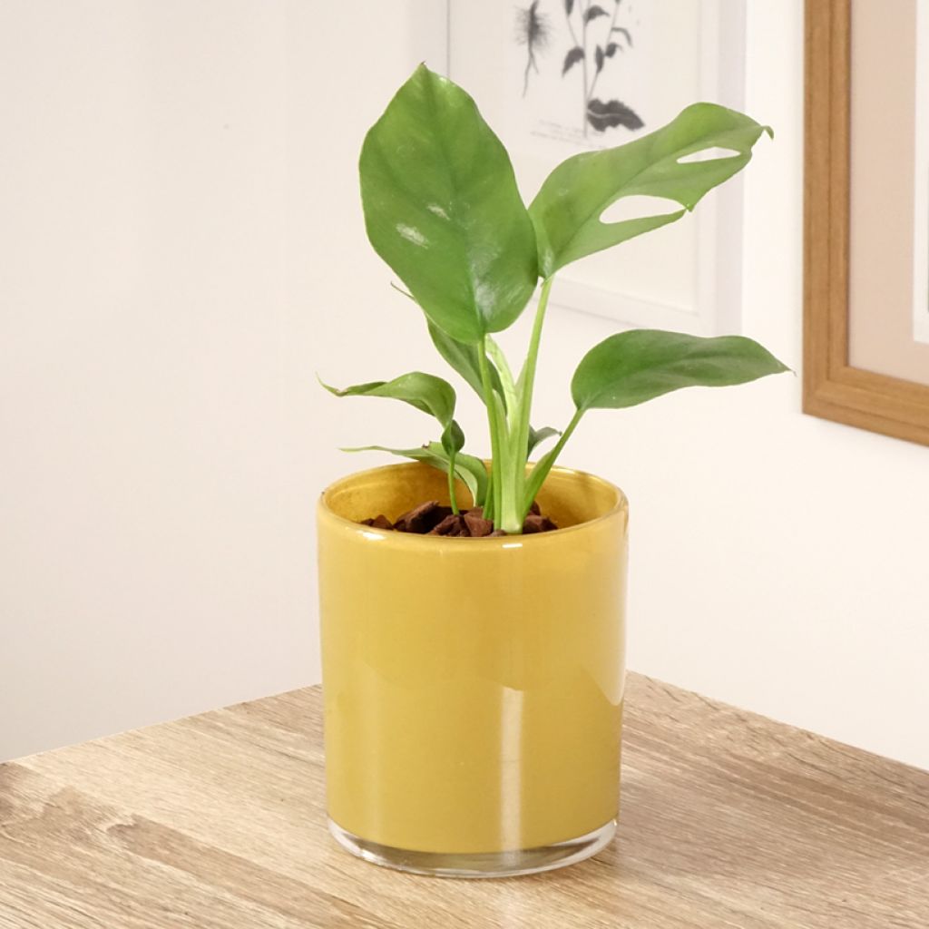 Philodendron Minima