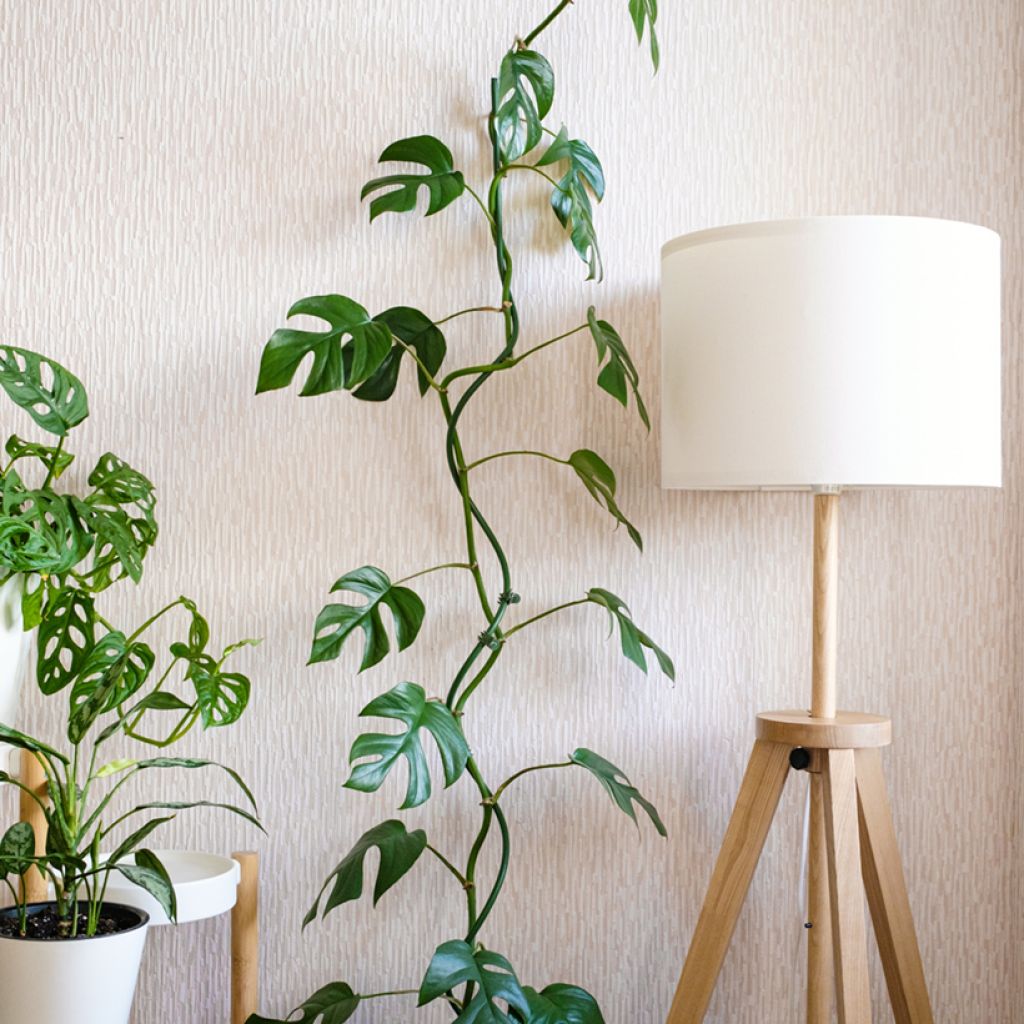 Philodendron Minima