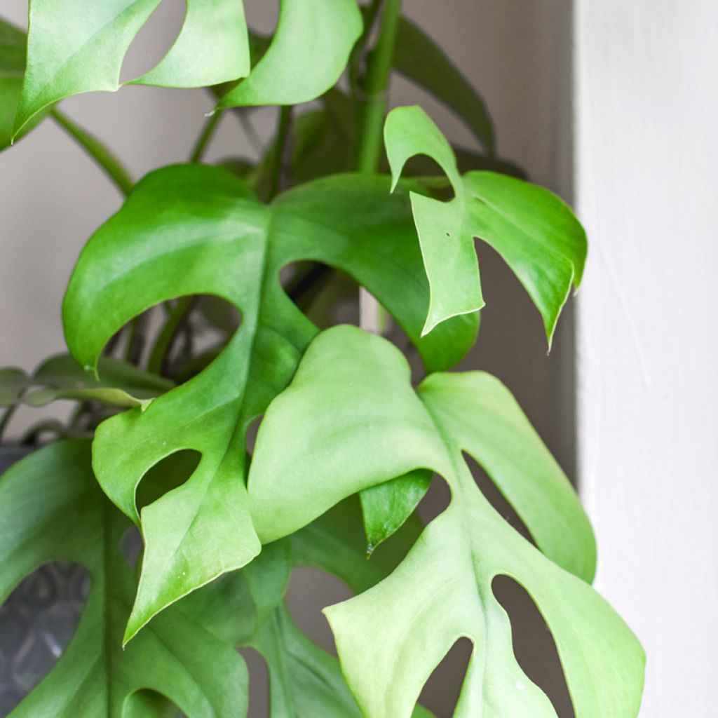 Philodendron Minima