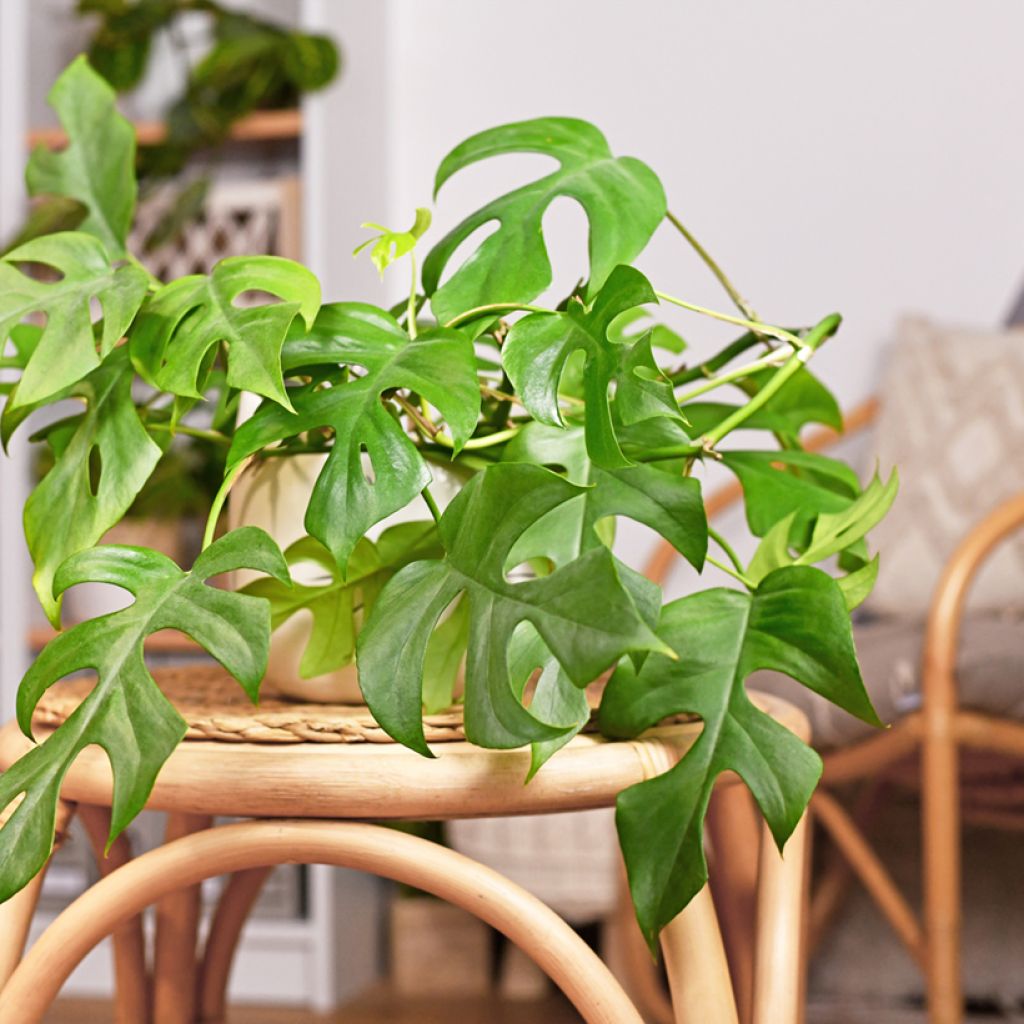 Philodendron Minima