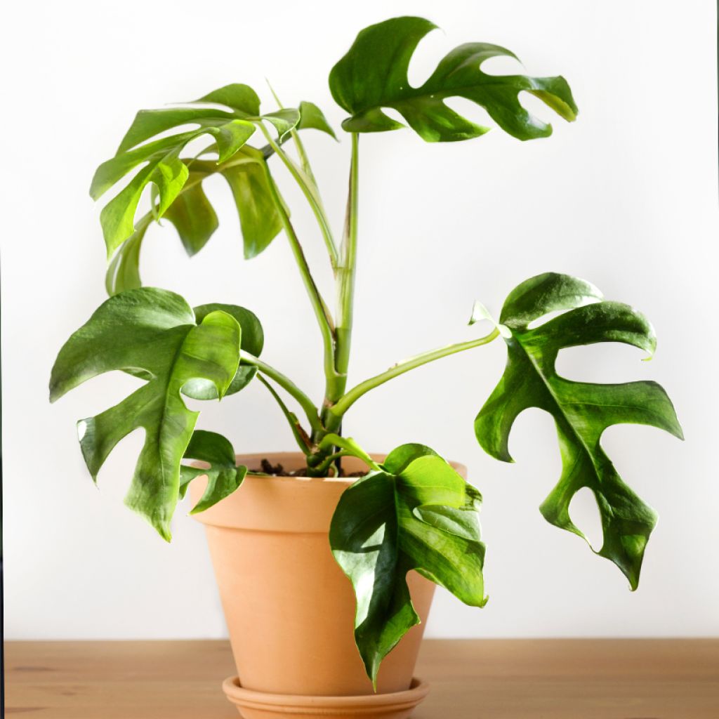 Philodendron Minima