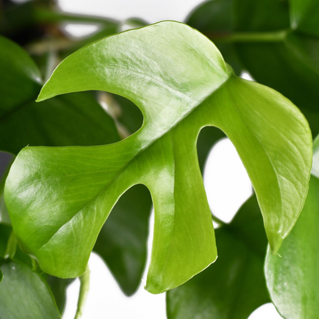 Philodendron Minima