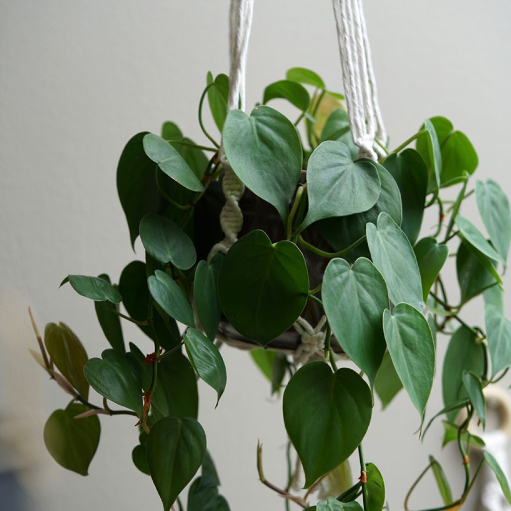 Philodendron scandens - Heartleaf philodendron