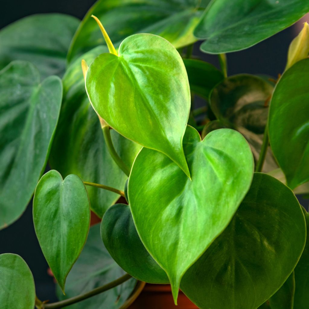 Philodendron scandens - Heartleaf philodendron