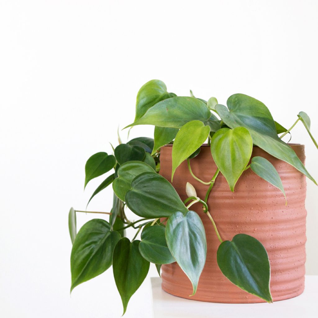 Philodendron scandens - Heartleaf philodendron