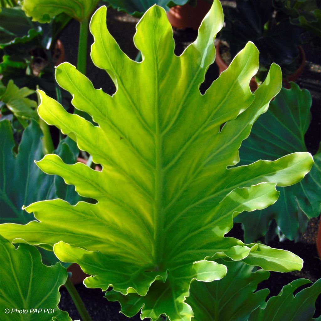 Philodendron xanadu Hope