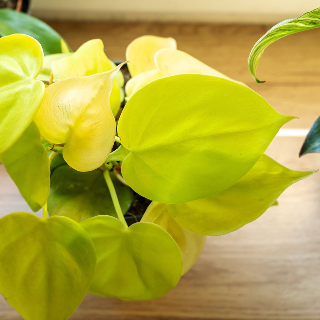 Philodendron x scandens Neon - Philodendron hybride Neon