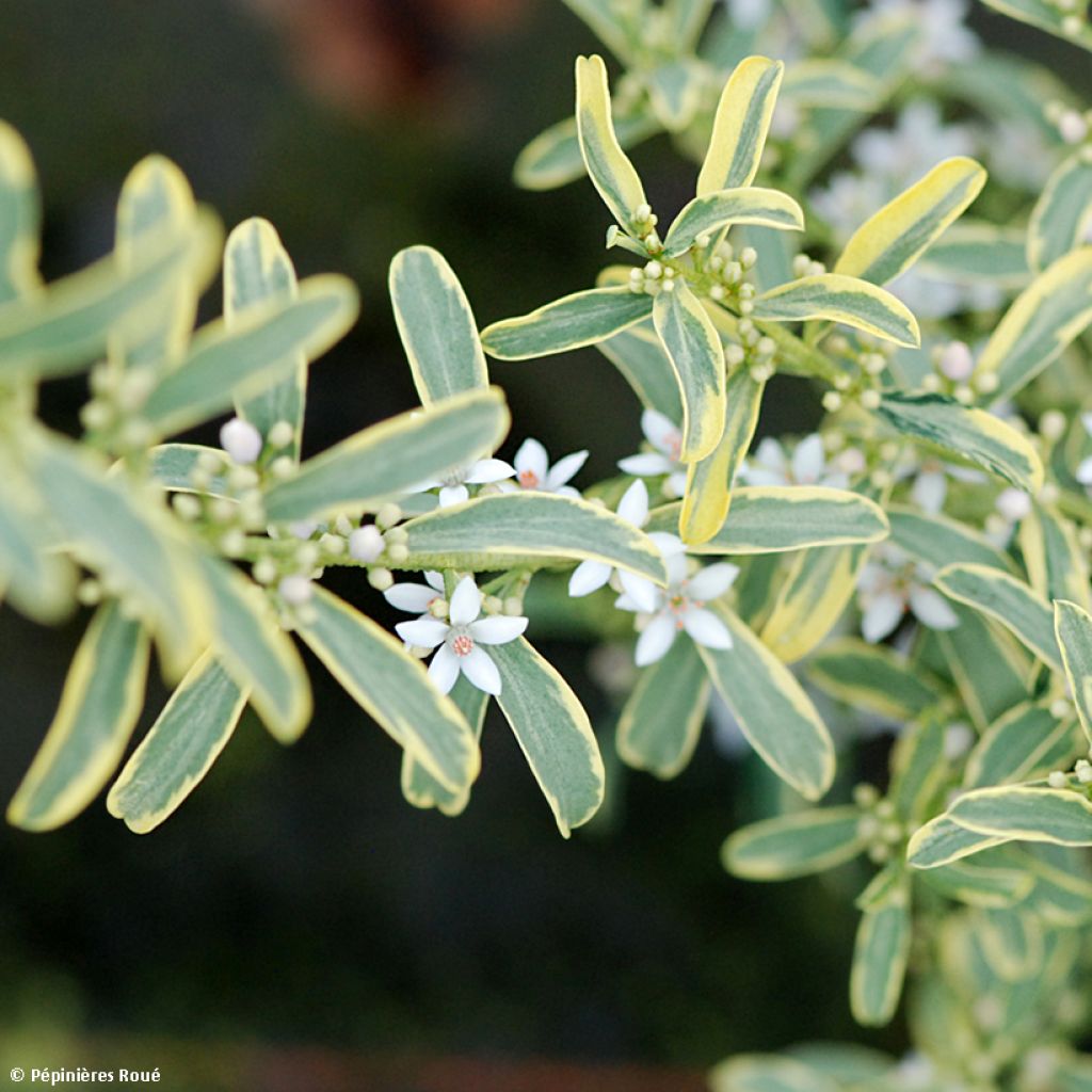 Philotheca (Eriostemon) myoporoides Gold Touch 