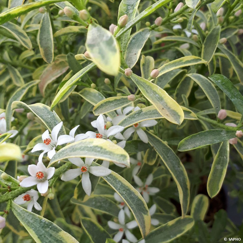 Philotheca (Eriostemon) myoporoides Gold Touch 