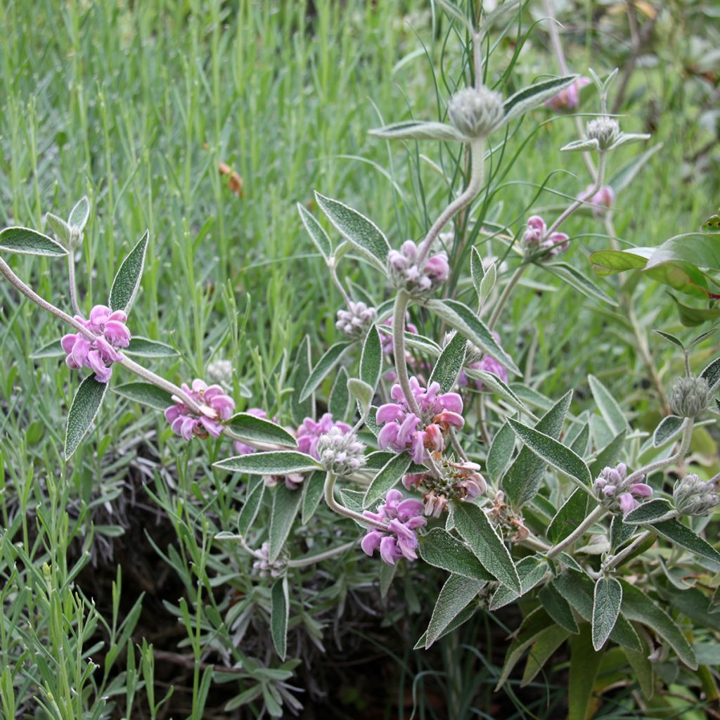 Phlomis purpurea