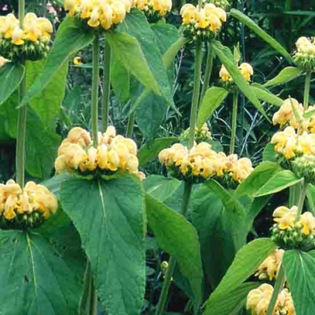 Phlomis de Russell - Phlomis russeliana