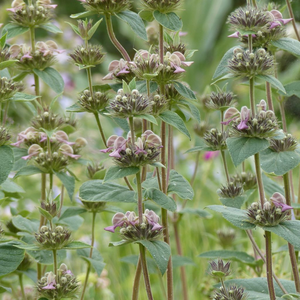 Phlomis samia