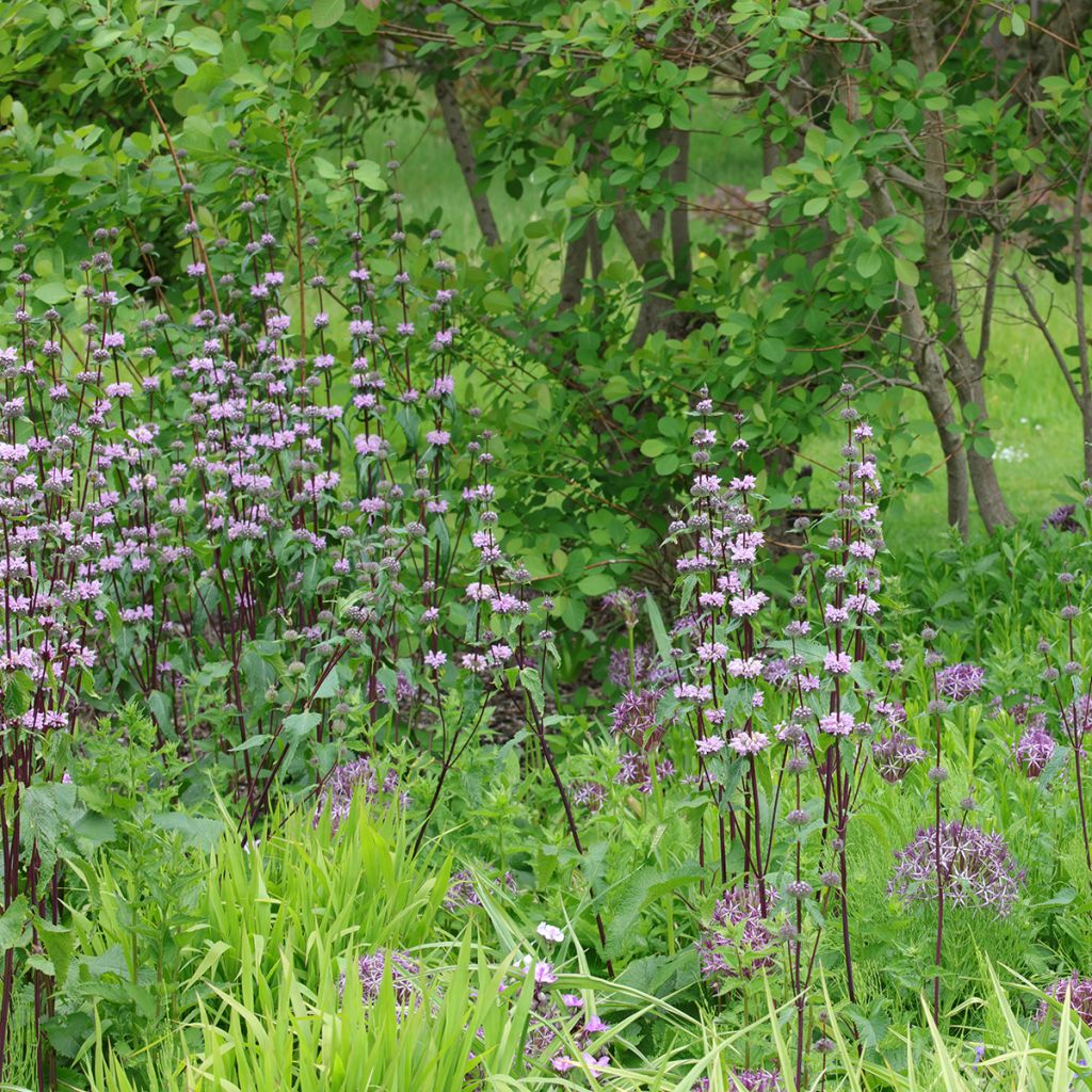 Phlomis tuberosa Amazone