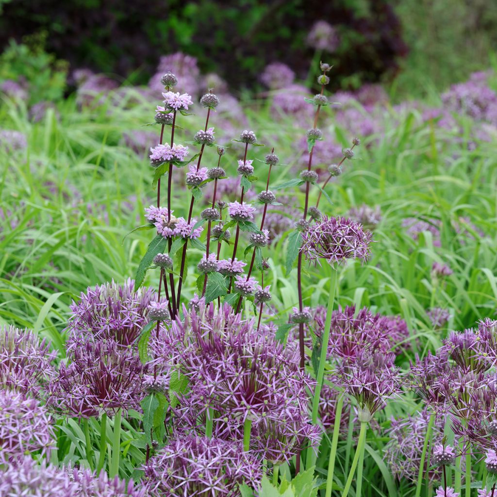 Phlomis tuberosa Amazone