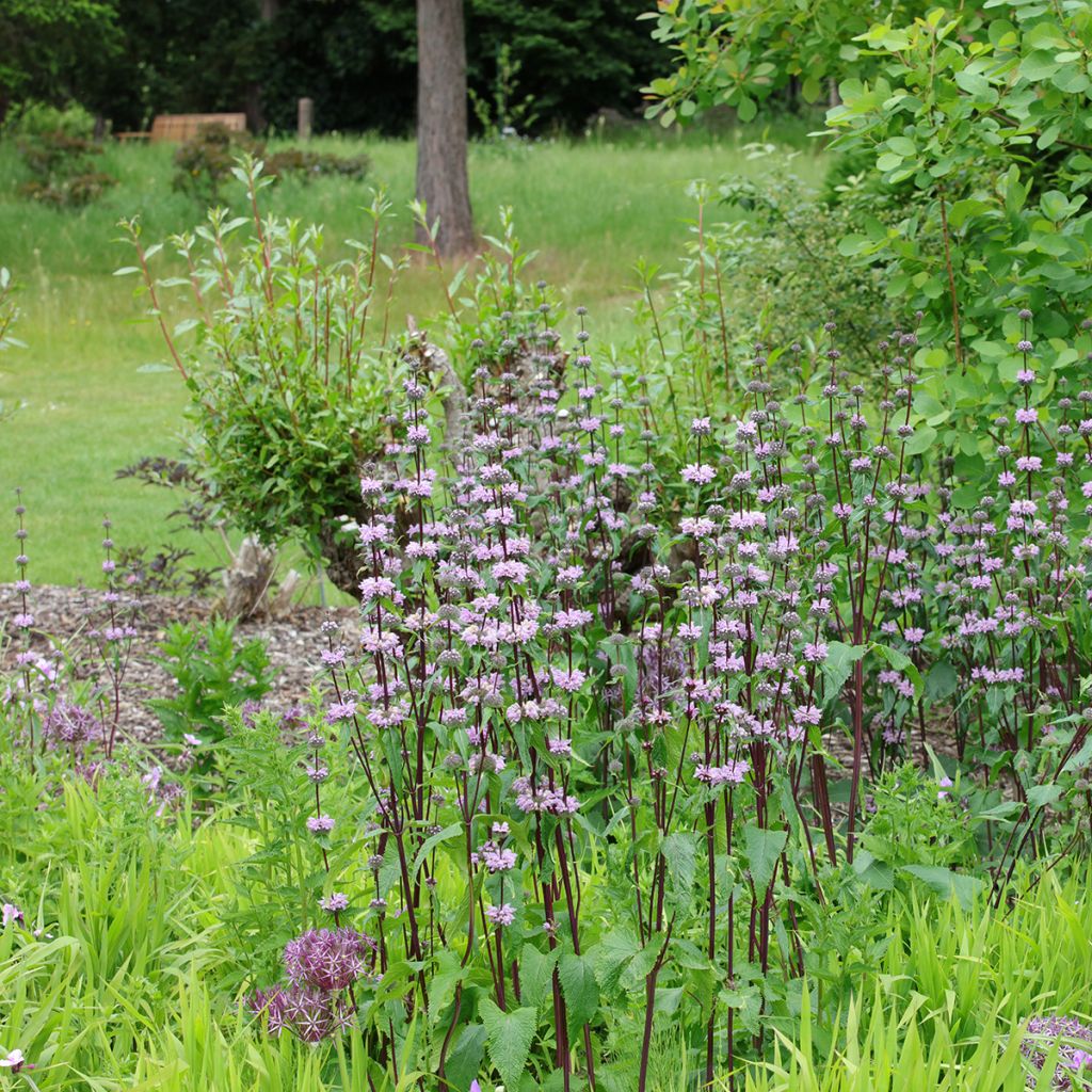 Phlomis tuberosa Amazone