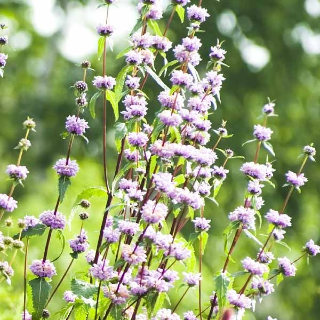 Phlomis tubéreux - Phlomis tuberosa Amazone